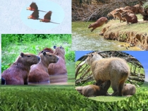 Сценарий экологического урока ВИРТУАЛЬНЫЙ ЗООПАРК презентация 14-20