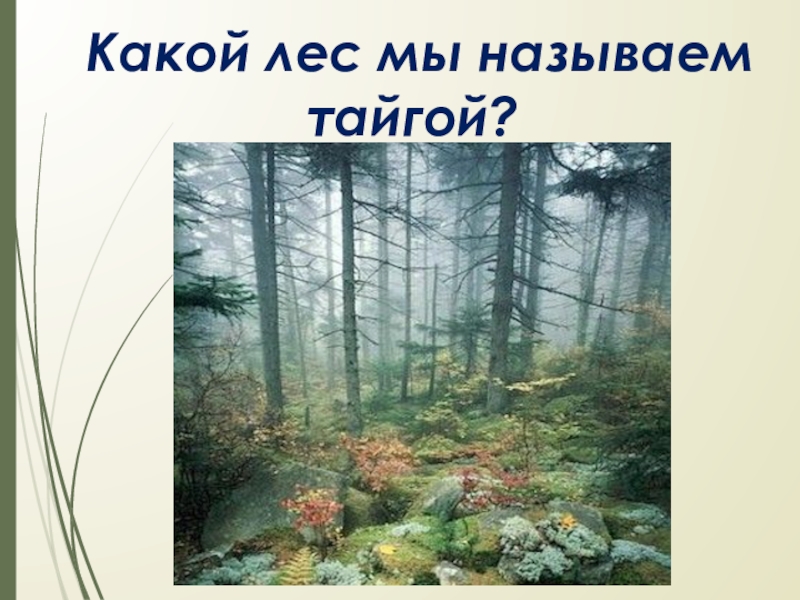 Лес какой вопрос. Какой лес называется тайгой. Какое лес называют тайгой. Лес и человек 4 класс Тайга. Какой лес мы называем тайгой 4 класс окружающий мир.