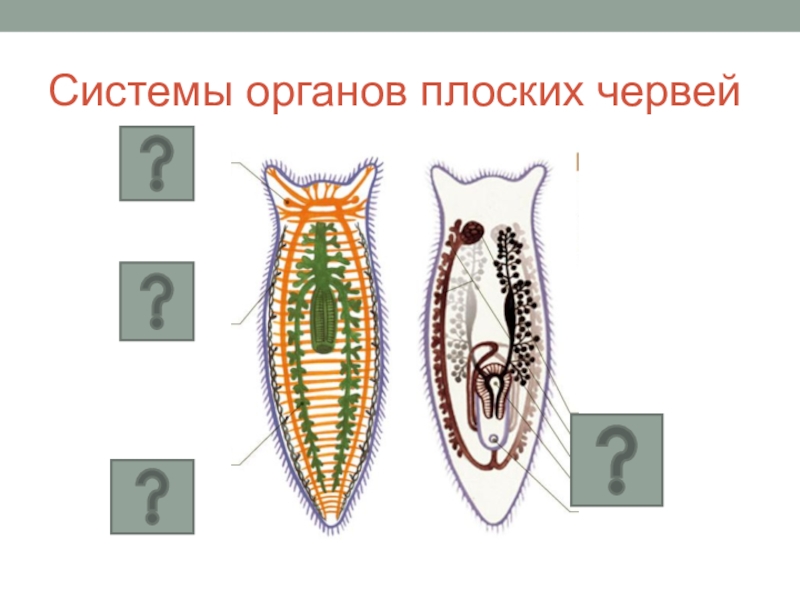 Картинки плоские черви 7 класс биология