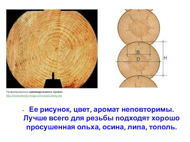 Радиус действия ольхи