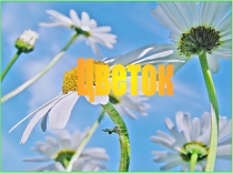 Презентация по биологии на тему Цветок (6 класс)