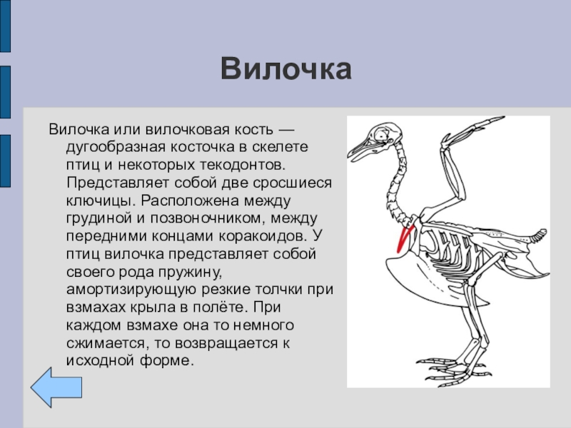 Скелет птиц приспособлен у птиц кости. Птицы на ключице. Вилочка у птиц. Скелет птицы вилочка. Вилочковая кость у птиц.