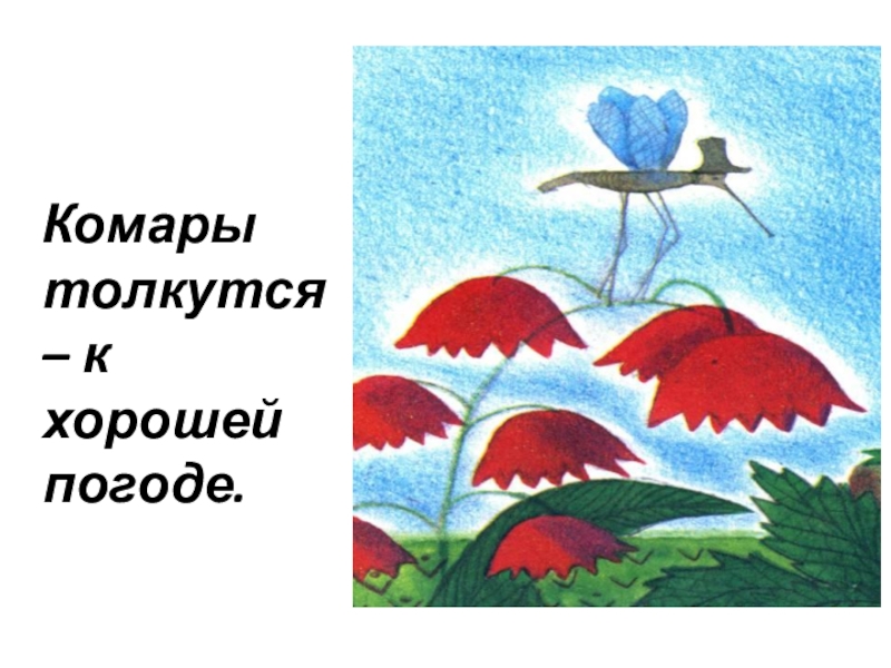 Комар пословицы. Комары толкутся к хорошей погоде. Толкутся комары примета. Комары столкнуться к хорошей погоде. Рисунок предков для хорошей погоды.