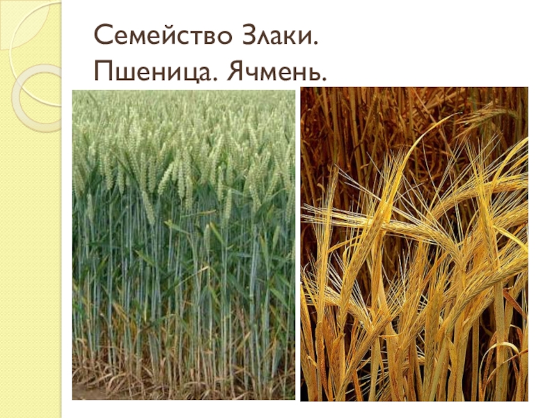 Род семейства злаковых. Семейство злаковые. Злаки пшеница. Семейство злаковые пшеница. Растения семейства злаки.