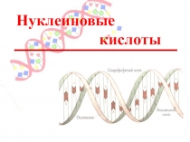 Презентация по биологии на тему Нуклеиновые кислоты