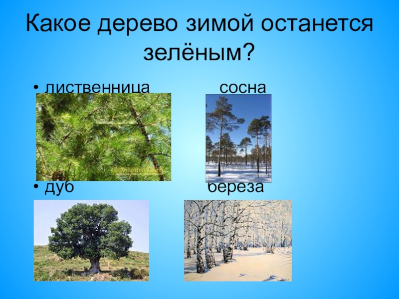 Год какого дерева. Какие деревья остаются зелеными зимой. Деревья которые зимой остаются зелеными. Какое дерево остается зимой зеленым. Деревья которые зимой зеленые.