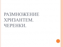 Презентация по профессионально-трудовому обучению (профиль цветоводство) Размножение хризантем. Черенкование