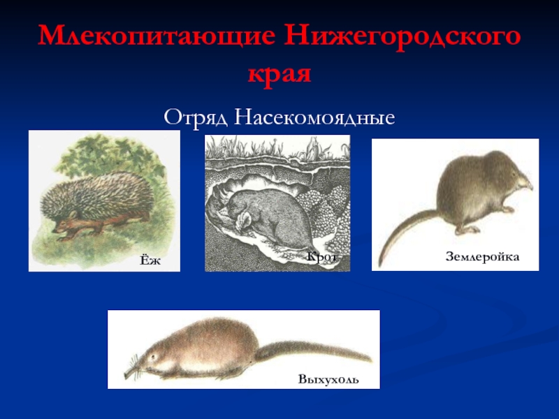 Насекомоядные примеры. Отряд Насекомоядные. Насекомоядные млекопитающие примеры. Землеройка. Отряд Насекомоядные землеройка.