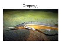 Презентация  Животный мир Чувашии