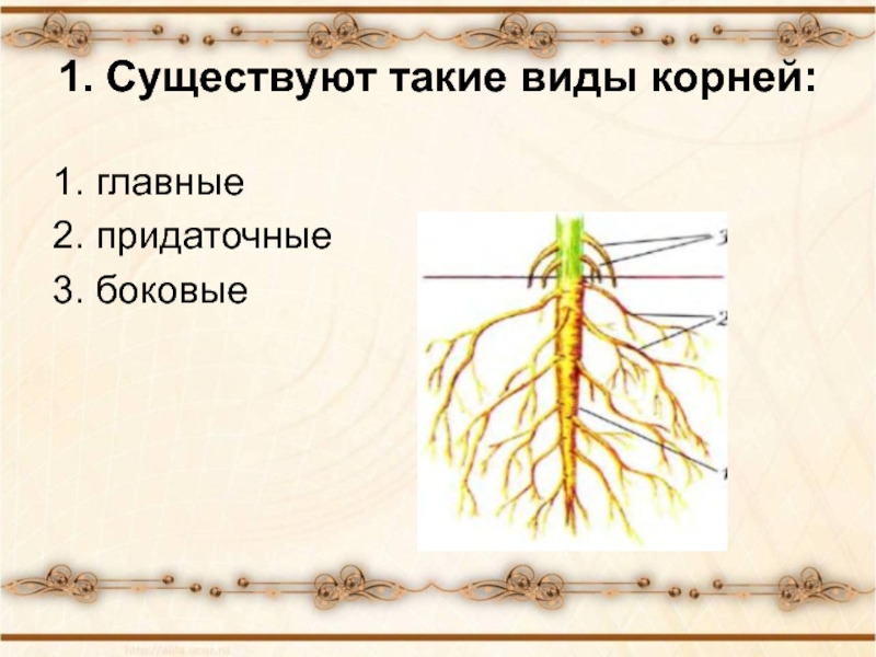 Покрытосеменные имеют корень. Корневая система покрытосеменных растений. Корневая система цветкового растения. Строение корня покрытосеменных. Строение корня растения.
