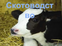 Презентация по биологии на тему Скотоводство