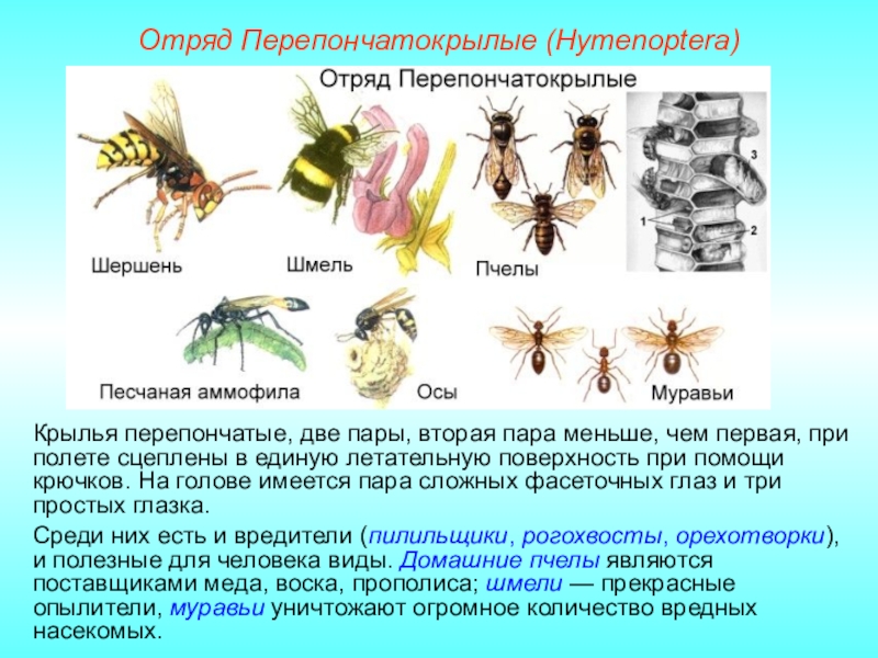 Класс насекомые 8 класс презентация