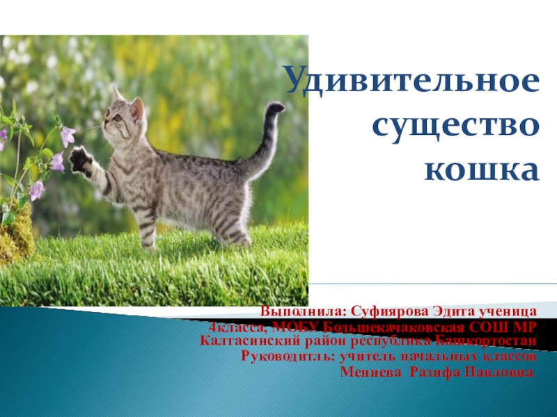 Картинки PROJECT CATS