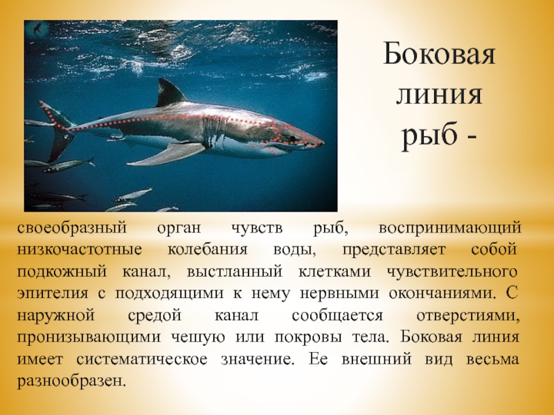 Боковая линия рыб воспринимает ответ. Боковая линия у акул. Боковая линия у рыб. Органы осязания у рыб. Боковая линия своеобразный орган.