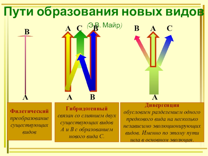 Образование новых типов. Филетическое видообразование. Дивергентный путь видообразования. Пути образования новых видов. Образование новых видов примеры.