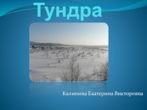 Презентация по окружающему миру Тундра