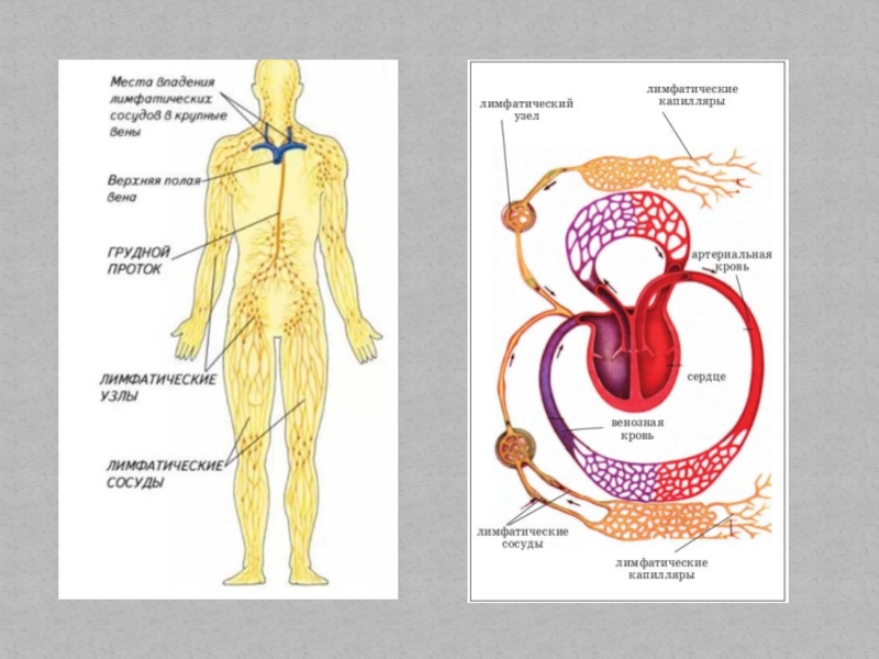 Ток лимфы схема