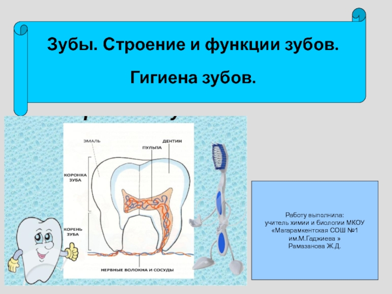 Строение презентации. Строение и функции зубов. Зубы человека строение и функции. Строение и гигиена зубов.