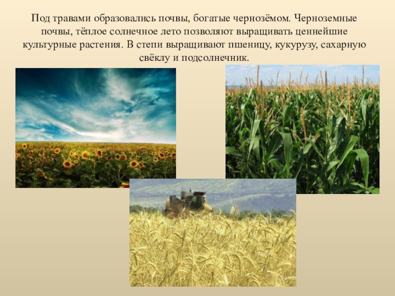 Богатства степной зоны. Черноземные почвы степи в России. Что растет на черноземных почвах. Культурные растения. Растительность степи.