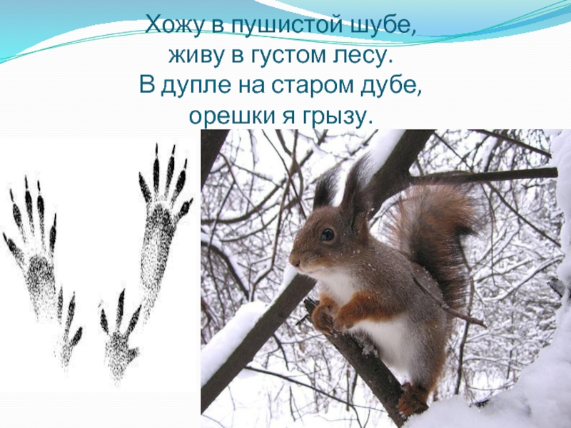 Хожу в пушистой шубке. Хожу в пушистой шубке. Хожу в пушистой шубе живу в густом. Хожу в пушистой шубе живу в густом лесу в дупле. Хожу в пушистой шубке в дупле.