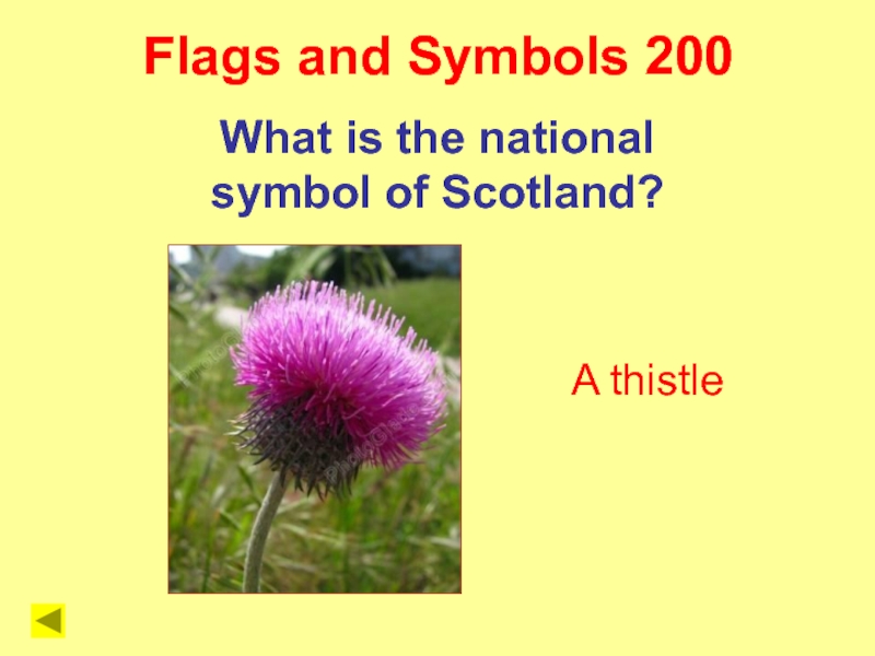 What is the symbol of scotland