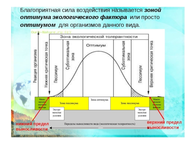 Закон оптимума. Экологические факторы Оптимум. Схема действия экологического фактора. Зона оптимума экологического фактора. Зона оптимума это в экологии.