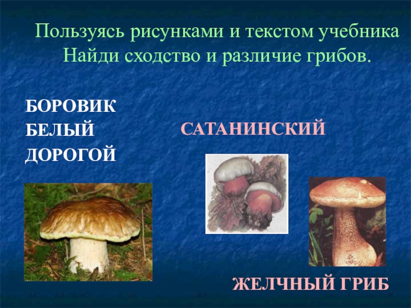 Боровик и белый гриб в чем разница фото