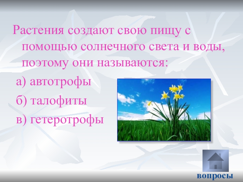 Растения создают. Из чего растения создают себе пищу. Растения на свету создают для себя пищу. Растения на цветку создают для себя пищу. Растительное создание-это.