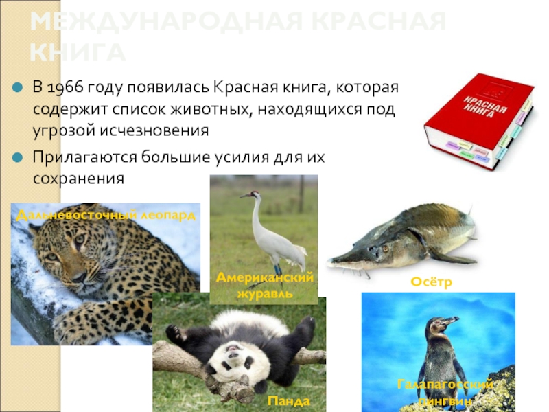 Животные красной книги россии список с фото