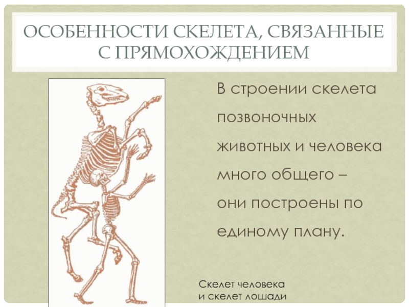 Особенности скелета, связанные с прямохождениемВ строении скелета позвоночных животных и человека много общего –  они построены