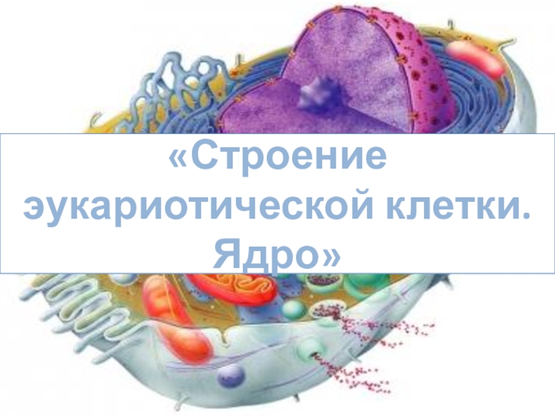 Презентация Презентация по биологии на тему: Строение эукариотической клетки. Ядро
