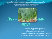 Презентация для защиты исследовательского проекта Лук - наш зелёный друг