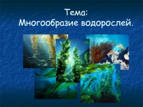Презентация по биологии на тему: Многообразие водорослей