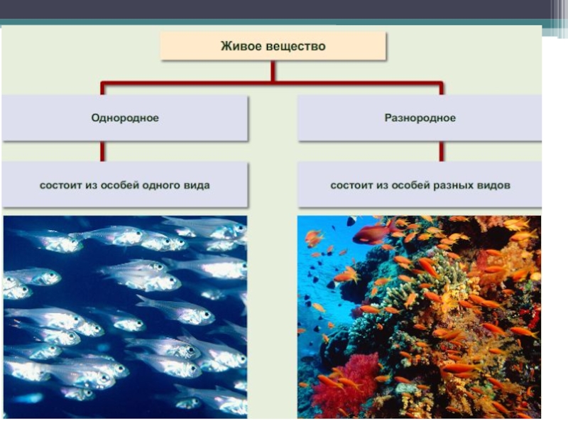 Классификация живого вещества. Живое вещество однородное. Понятие живого вещества. Однородные экосистемы.