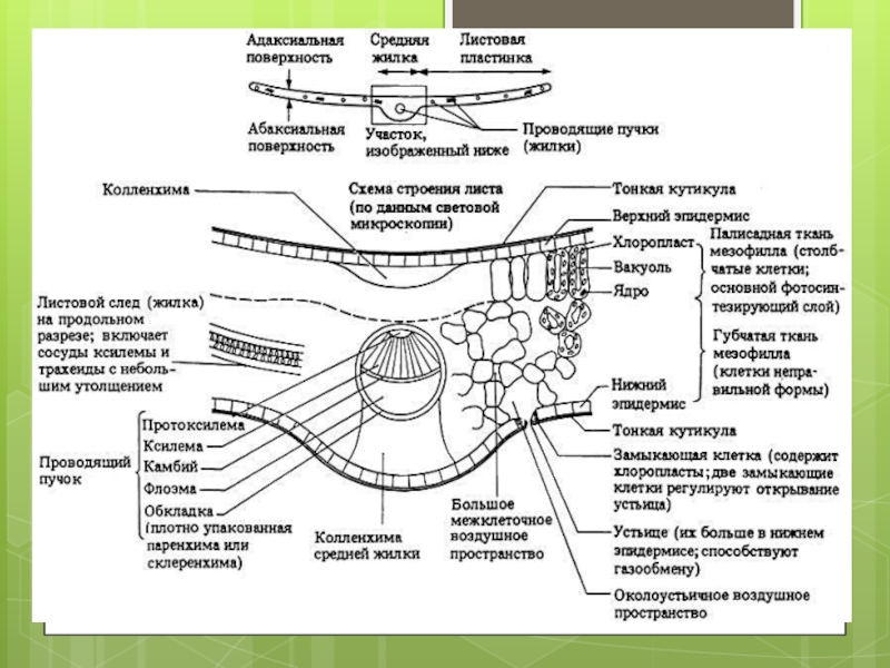 На рисунке а представлена схема поперечного среза