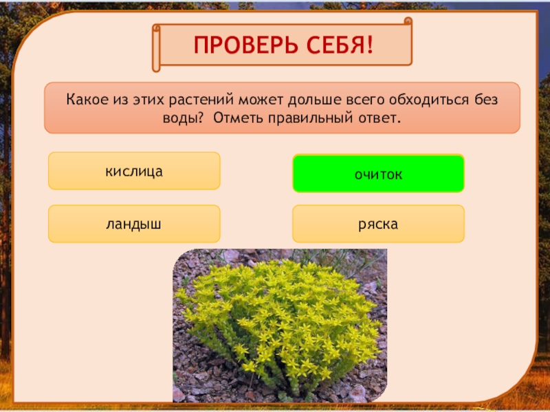 В сосновом лесу презентация 2 класс планета знаний