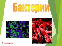 Презентация по биологии Бактерии и вирусы