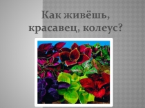 Презентация Знакомство с колеусом