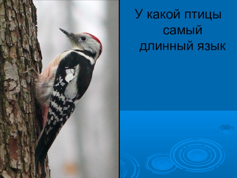 Какой птицы самый длинный. Какой птицы самый длинный. Какая птица имеет длинный хвост. Строение языка дятла. У какой птички самый длинный язык.