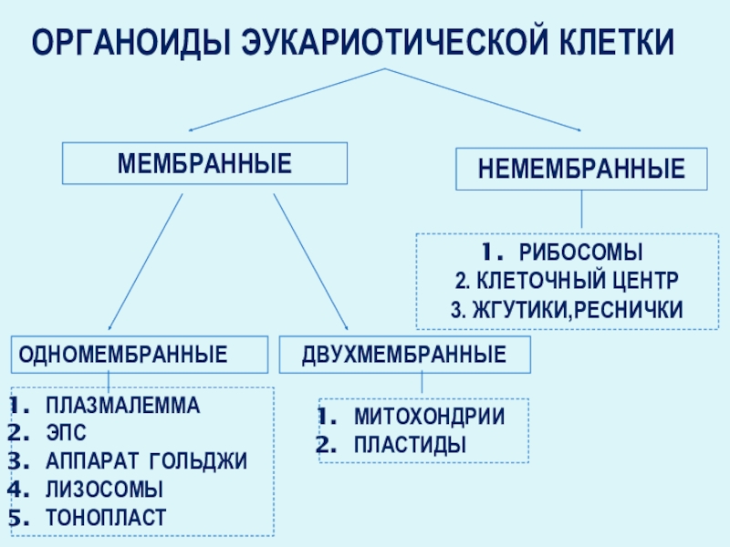 Одномембранные органоиды эукариот