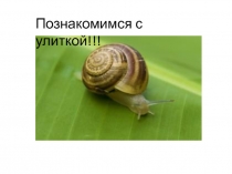 Презентация по биологии Улитка Ахатина