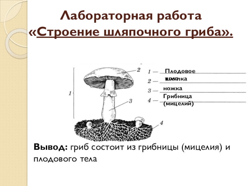 Мицелий шляпочных грибов