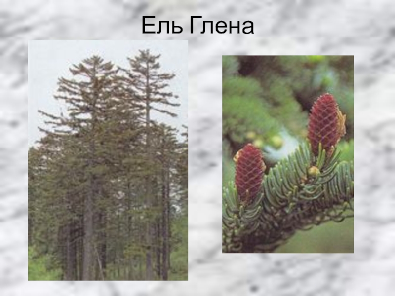 Ель глена фото и описание