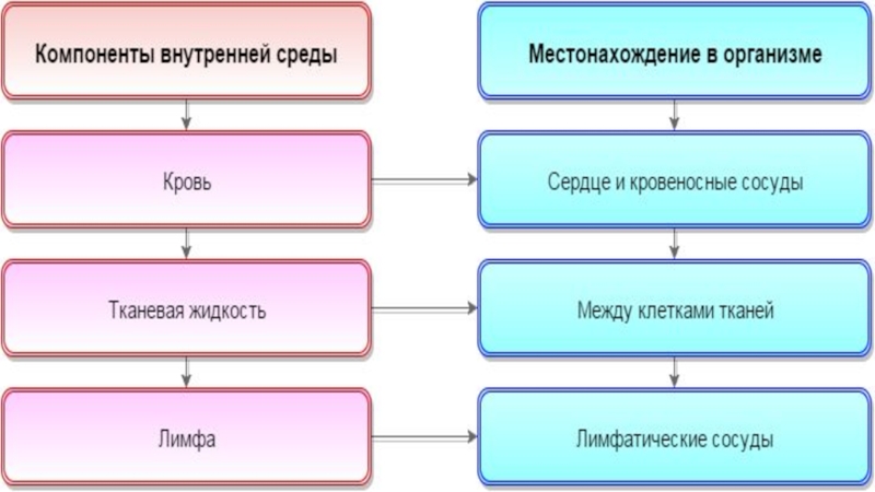 Компоненты внутренней. Компоненты внутренней среды местонахождение в организме. 1 Этап кожа 2 элементы внутренней среды. Прочитайте статью компоненты внутренней среды ответьте на вопросы. Интересы биология 8 класс.