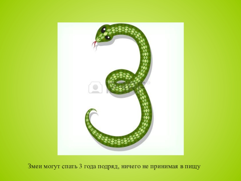 Набегавшим цифра 3. Цифра 3 змея. Змейка из цифры три. Змеи могут спать три года подряд. Цифра три похожа на змею.