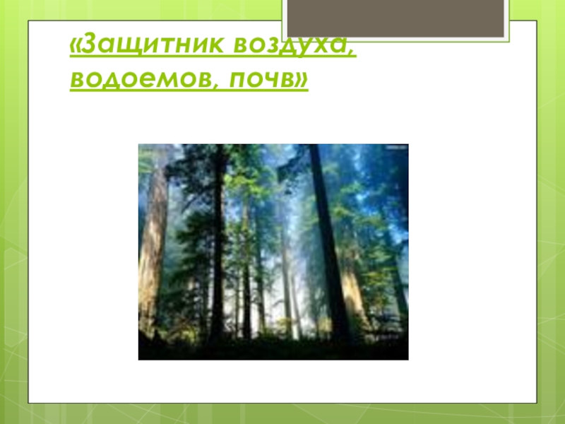 Лес защитник воздуха водоемов и почв рисунок