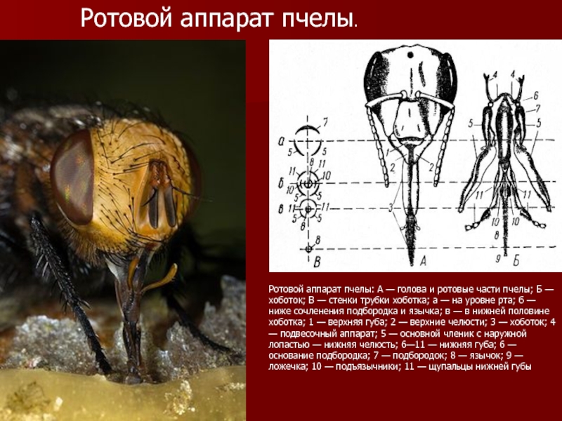 Личинка жука короеда тип ротового аппарата. Строение ротового аппарата пчелы. Ротовой аппарат пчелы медоносной. Ротовые органы медоносной пчелы. Ротовой аппарат пчела медоносная пчела.