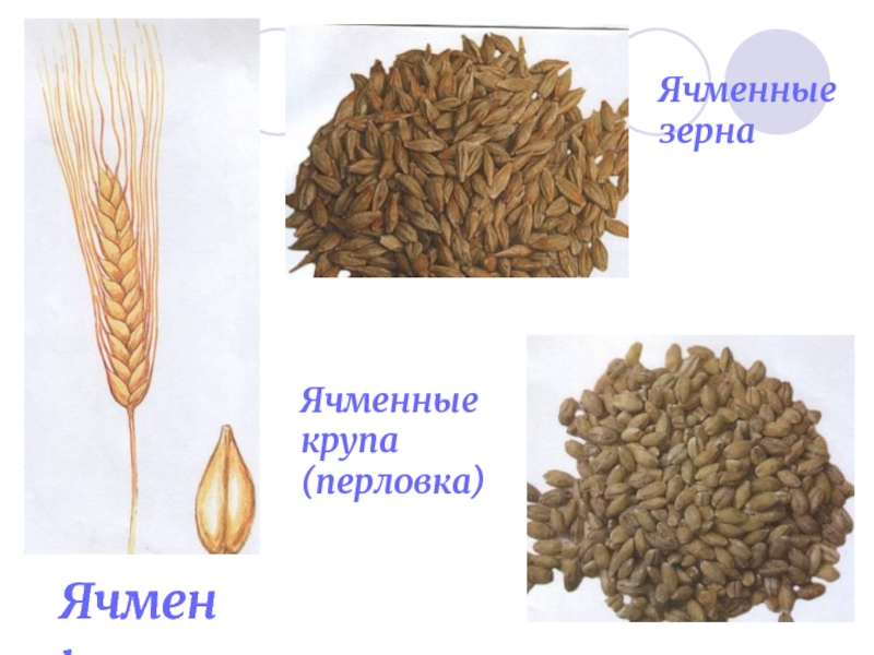 Ячмень какая каша