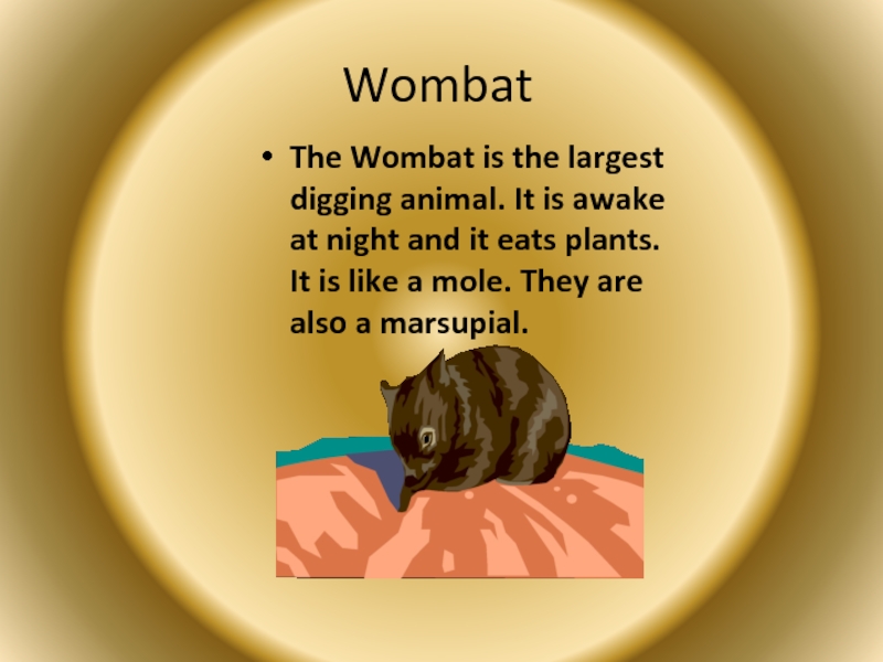 WombatThe Wombat is the largest digging animal. It is awake at night and it eats plants. It