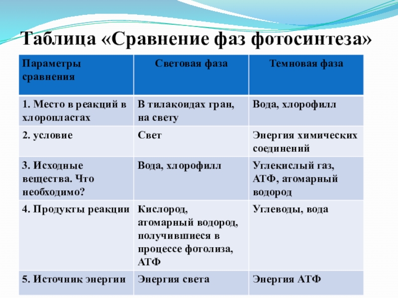 Сходство хемосинтеза и фотосинтеза. Сравнительная таблица фаз фотосинтеза. Сравнение фаз фотосинтеза таблица. Характеристика фаз фотосинтеза таблица. Сравнительная характеристика фаз фотосинтеза таблица.